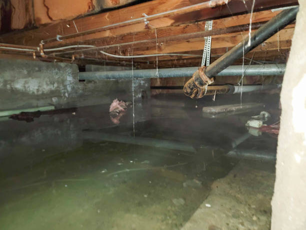 Best Mold removal after water damage  in Conestee, SC